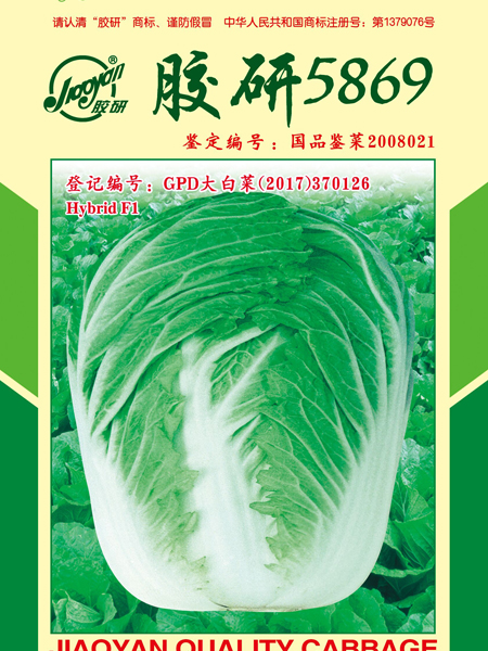 胶研5869——秋播白菜